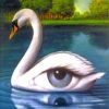 Swan Eye Paint By Numbers