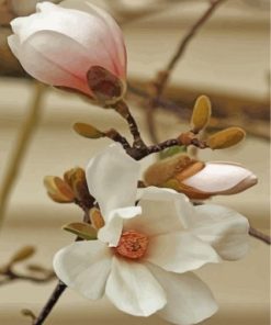 White Magnolia Flower paint by numbers