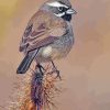 Black Throated Sparrow Paint By Numbers