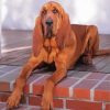 Brown Bloodhound Paint By Numbers