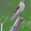 Northern Mockingbird Paint By Numbers"