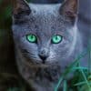 Russian Blue Cat paint by numbers