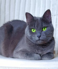 Russian Blue Cat Paint By Numbers
