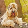 Soft Coated Wheaten Terrier Paint By Numbers