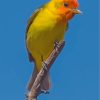 Western Tanager Paint By Numbers