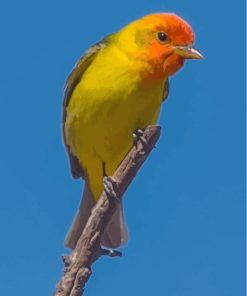 Western Tanager Paint By Numbers