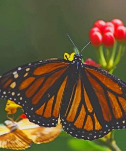 Monarch Butterfly Paint By Numbers