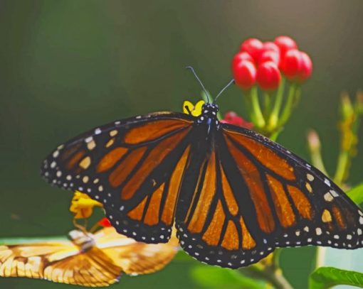 Monarch Butterfly Paint By Numbers