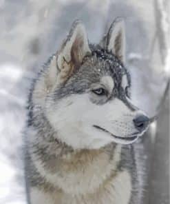 Husky And Snow Paint by numbers