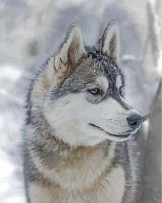 Husky And Snow Paint by numbers