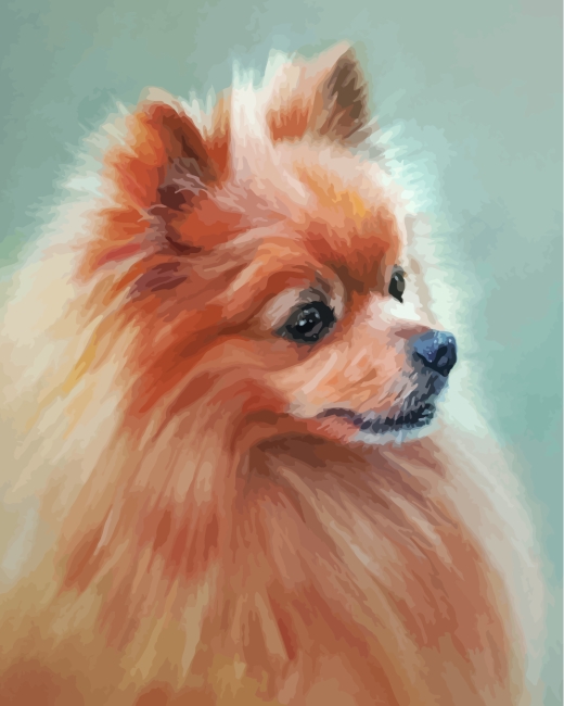 Pomeranian Dog Paint By Numbers