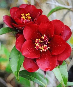 Aesthetic Red Camellia Paint By Numbers