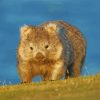 Australia Wombat Paint By Numbers