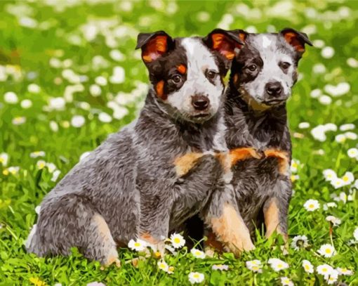 Australian Cattle Dogs Paint By Numbers