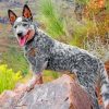 Australian Cattle Dog Paint By Numbers