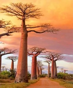 Avenue Of The Baobabs paint by numbers