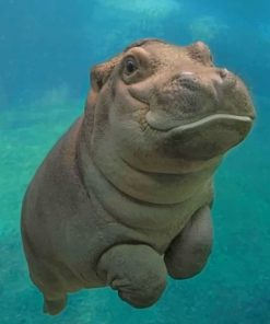 Baby Hippopotamus Paint By Numbers