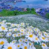 Beautiful Daisy Field Paint By Numbers