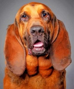Bloodhound Dog paint by numbers