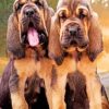 Bloodhound Puppies Paint By Numbers