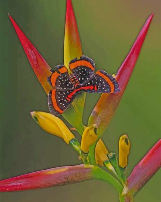 Butterfly And Bird Of Paradise Paint By Numbers