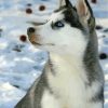 Cute Husky In Snow Paint By Numbers