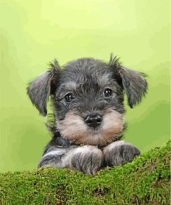 Schnauzer Puppy Paint By Numbers
