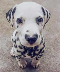 Dalmatian With Heart Nose paint by numbers