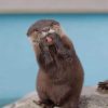 Asian Small Clawed Otter paint by numbers