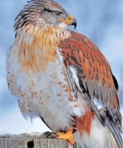 Hawk Bird paint by numbers