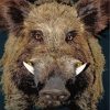 Boar Face paint by numbers