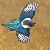 Magpie Bird Paint By Numbers