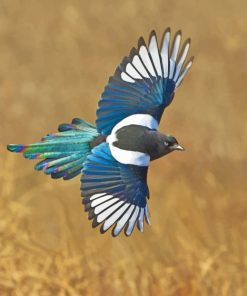 Magpie Bird Paint By Numbers