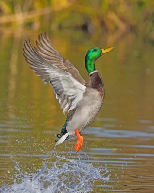 Flying Mallard Paint By Numbers