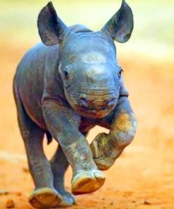 Baby Rhinoceros paint by numbers