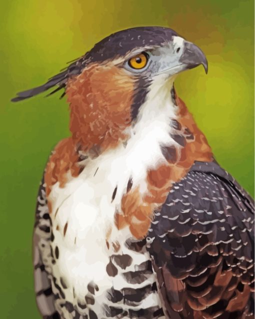 Ornate Hawk Eagle Paint By Numbers