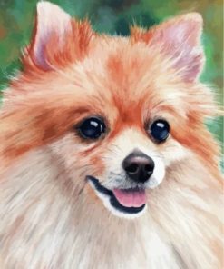 Pomeranian Puppy Paint By numbers