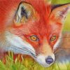 Red Fox Paint By Numbers