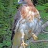 Red Tailed Hawk Paint By Numbers