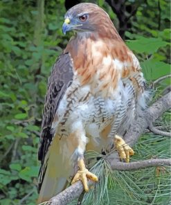 Red Tailed Hawk Paint By Numbers