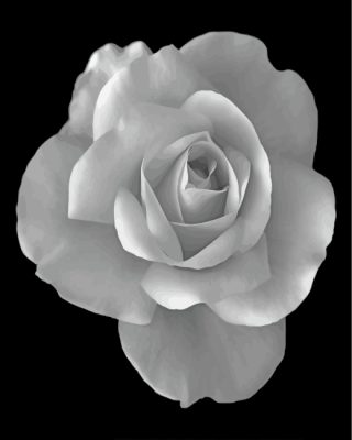Monochrome Rose Paint By Numbers