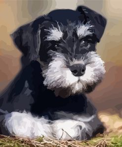 Schnauzer Pet Paint By Numbers