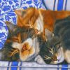 Sleepy Cats paint by numbers