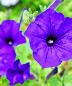 Blue Petunia Paint By Numbers