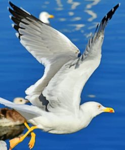 Sea Gull Flight Paint By Numbers"