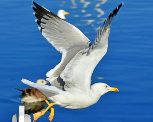 Sea Gull Flight Paint By Numbers"