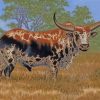 Nguni Cattle Paint By Numbers