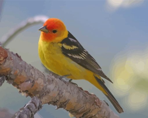 Western Tanager Bird Paint By Numbers
