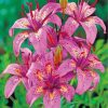 Tiger Pink Lilies Paint by Numbers