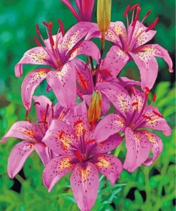 Tiger Pink Lilies Paint by Numbers
